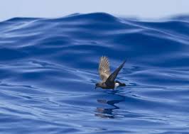 Image result for Oceanodroma castro