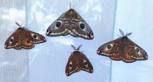 Attēlu rezultāti vaicājumam “Saturnia pavonia eggs”