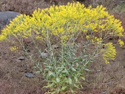 Image result for Isatis tinctoria