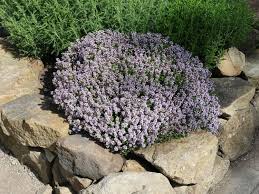 Image result for Thymian