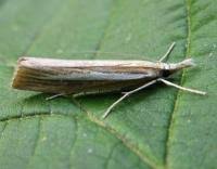 Attēlu rezultāti vaicājumam “Agriphila selasella”