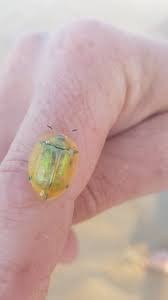 Attēlu rezultāti vaicājumam “Eurygaster testudinaria imago”