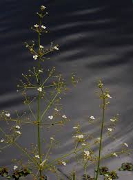 Attēlu rezultāti vaicājumam “Alisma plantago-aquatica fruit”
