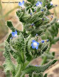 Attēlu rezultāti vaicājumam “Anchusa arvensis flower”