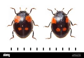 Attēlu rezultāti vaicājumam “Adalia bipunctata”