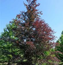 Attēlu rezultāti vaicājumam “Fagus sylvatica fo. purpurea”