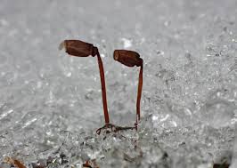 Attēlu rezultāti vaicājumam “Rhizomnium punctatum sporophyte”