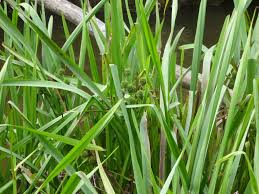 Attēlu rezultāti vaicājumam “Sparganium erectum aggr. leaf”
