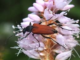Attēlu rezultāti vaicājumam “Anastrangalia sanguinolenta female”