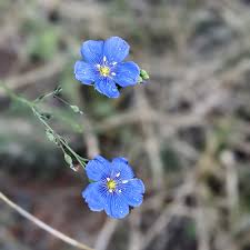 Attēlu rezultāti vaicājumam “Linaceae”