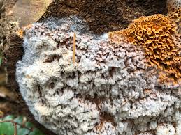 Attēlu rezultāti vaicājumam “Phellinus laevigatus”