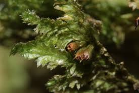 Attēlu rezultāti vaicājumam “Neckera pennata”