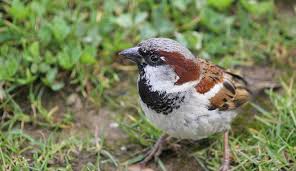 Attēlu rezultāti vaicājumam “Passer domesticus male”