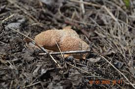 Attēlu rezultāti vaicājumam “Fuligo leviderma plasmodium”