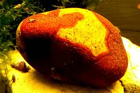 Attēlu rezultāti vaicājumam “Hildenbrandia rivularis”