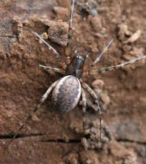 Attēlu rezultāti vaicājumam “Neriene montana”
