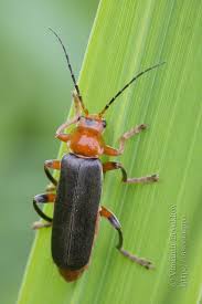 Attēlu rezultāti vaicājumam “Cantharis livida”