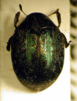 Attēlu rezultāti vaicājumam “Cytilus sericeus”