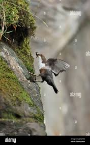 Attēlu rezultāti vaicājumam “Cinclus cinclus adult”