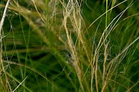 Attēlu rezultāti vaicājumam “Najas tenuissima”