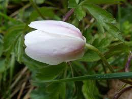 Attēlu rezultāti vaicājumam “Anemone sylvestris bud”