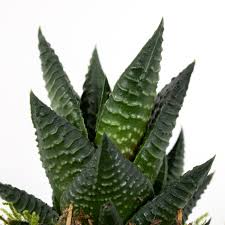 Image result for Haworthia