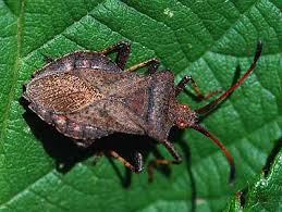 Attēlu rezultāti vaicājumam “Coreus marginatus imago”