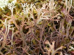 Attēlu rezultāti vaicājumam “Cladonia stygia”