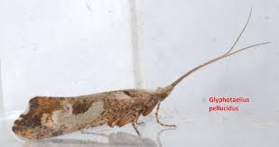 Attēlu rezultāti vaicājumam “Chaetopteryx villosa”