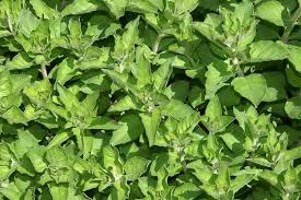 Attēlu rezultāti vaicājumam “Lysimachia punctata”