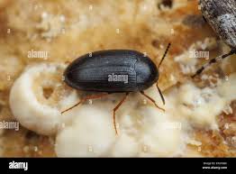 Attēlu rezultāti vaicājumam “Tetratomidae”