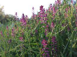 Attēlu rezultāti vaicājumam “Fumaria officinalis flower”
