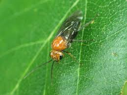 Attēlu rezultāti vaicājumam “Euura pedunculi”