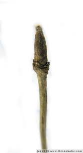 Attēlu rezultāti vaicājumam “Lonicera xylosteum bud”