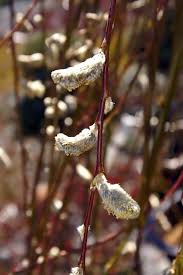 Attēlu rezultāti vaicājumam “Salix caprea bud”