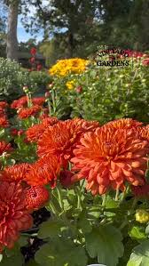 Image result for Chrysanthemum spectabile