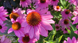 Image result for Echinacea angustifolia