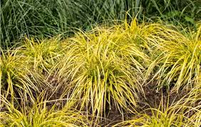 Attēlu rezultāti vaicājumam “Carex acutiformis flower”
