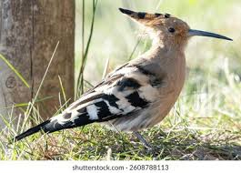 Attēlu rezultāti vaicājumam “Upupa epops”