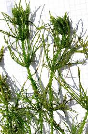 Attēlu rezultāti vaicājumam “Chara intermedia male”