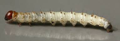 Attēlu rezultāti vaicājumam “Hepialus humuli”