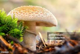 Attēlu rezultāti vaicājumam “Amanita citrina”