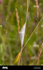 Attēlu rezultāti vaicājumam “Zygaena cocoon”