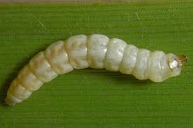 Attēlu rezultāti vaicājumam “Elachista maculicerusella”