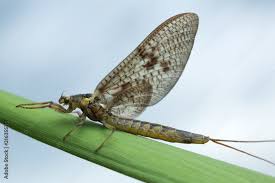 Attēlu rezultāti vaicājumam “Ephemera vulgata”