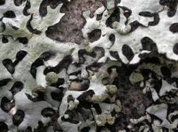 Attēlu rezultāti vaicājumam “Hypotrachyna sp.”