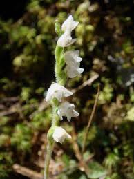 Attēlu rezultāti vaicājumam “Goodyera repens bud”