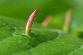 Attēlu rezultāti vaicājumam “Eriophyes tiliae”