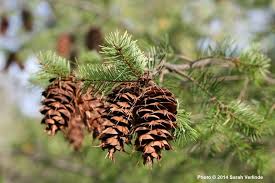 Attēlu rezultāti vaicājumam “Pseudotsuga menziesii”