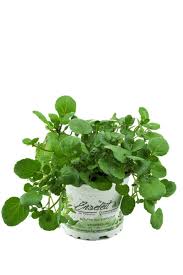 Image result for Brunnenkresse